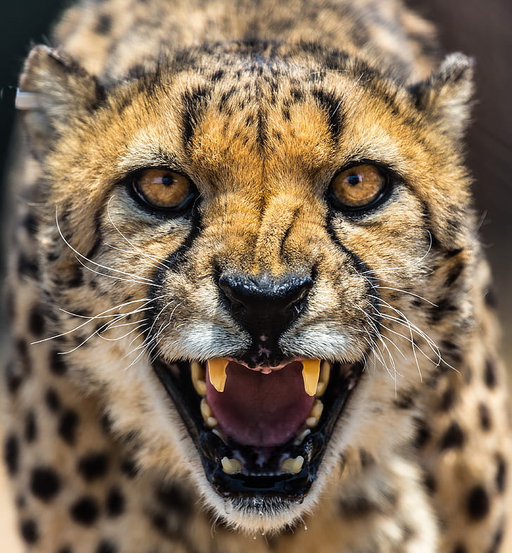 cheetah is boos